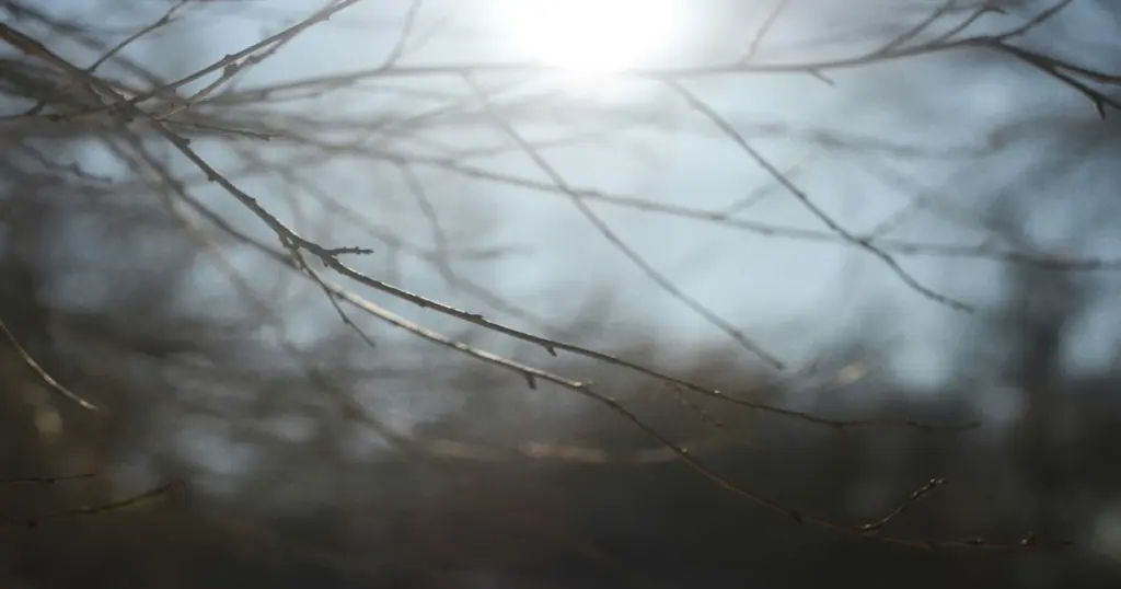 Bare trees branches in soft light, symbolising emotional change and renewal in psychotherapy
