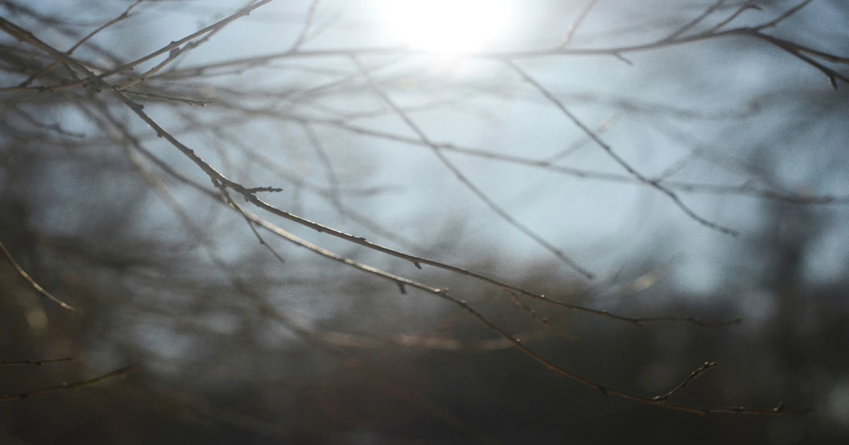 Bare trees branches in soft light, symbolising emotional change and renewal in psychotherapy