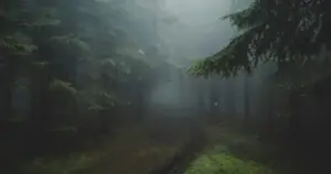 Misty forest path leading through a forest, symbolising uncertainty, choice, and the journey of psychological integration.