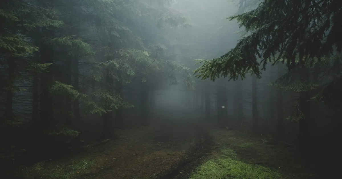 Misty forest path leading through a forest, symbolising uncertainty, choice, and the journey of psychological integration.